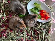 Teddyhamster Jungs - Remseck (Neckar) Remseck