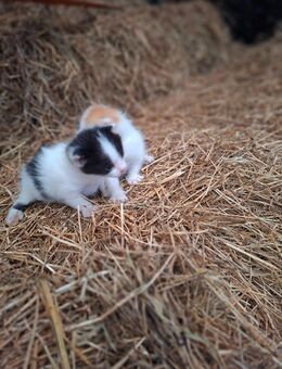 Katzenbabys - Aurich
