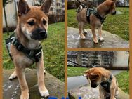 Shiba- Mixwelpen - Wolgast