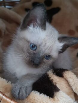 Siam Kitten - Gaggenau Zentrum