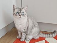 BKH Deckkater verschmust liebevoll - Berlin