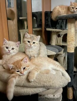 Süße BKH/Persian Mix Kitten - Michelstadt