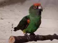 Paar Grüner Kongopapagei Poicephalus gulielmi gulielmi - Arnstadt