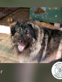 Bear: Hat seine Angst überwunden - Kirchzell