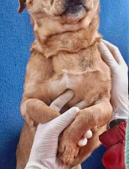 Kleine Knutschkugel Paule...... - Koblenz