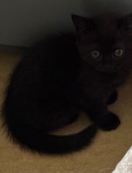 British Kurzhaar Kitten BKH - München Schwanthalerhöhe