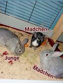 Baby Zwergkaninchen♡ in 66113