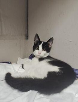 Minou aus dem Tierschutz - Grevenbroich