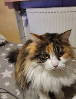 Katze verkaufen - Dortmund Hombruch