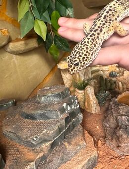 Leopardgecko mit/ohne Terrarium - Steinfurt