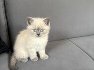 Reinrassige Britisch Kurzhaar Kitten zu verkaufen - Heidelberg