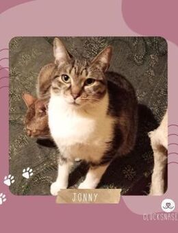 Kater Jonny möchte bei Dir einziehen - Lalendorf