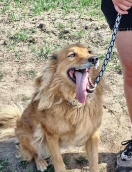 Merlin sucht sein Glück - Nordwalde