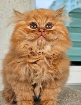 Reinrassiger Perserkater – bereit für ein liebevolles Zuhause - Berlin