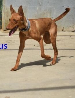 Gus, lustig u. verspielt 01/25 ESP - Ruppertsecken