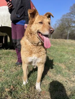 Verschmuster Wirbelwind Tobi - Großefehn