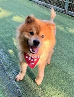 Panda wünscht sich so sehr ein Zuhause - Berlin