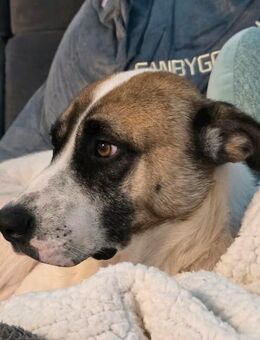 Milo Schmusebär mit sanfter Seele - Gerlingen