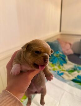 Chihuahua Welpen(reinrassig und typ voll)außergewöhnlich hübsch,Armani(Rüde) - Schriesheim