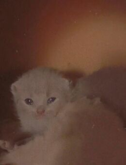 Bkh kitten - Bonn Hardthöhe