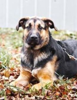 Wulfi sucht ein aktives Zuhause - Ottweiler