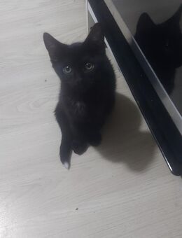 Süsse katzenbabys - Eichwalde