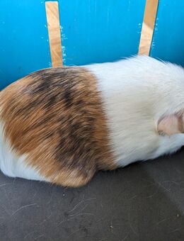 Meerschweinchen Weibchen - Eulgem