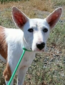 Braxter ist ein Traum auf vier Pfoten - Laatzen