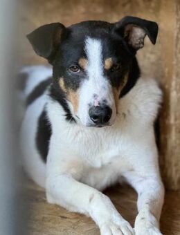 Capper ist schüchtern 🐾 - Elsdorf (Nordrhein-Westfalen)