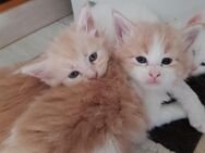 Katzen Babys - Gummersbach