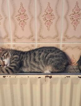 Drei Sontags-Kater (geb. 20. Juli 2025) suchen ein Zuhause - entwurmt, stubenrein, Tierarztcheck - Hamburg