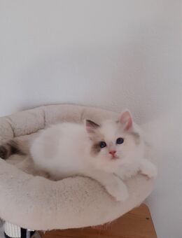 Kitten Ragdoll mit Stammbaum - Ansbach