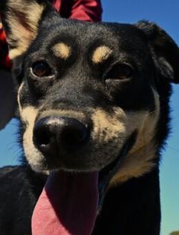 FREYA 3 sucht Körbchen - Gefrees