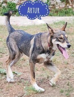 Artur ein Sonnenschein - Flörsheim-Dalsheim