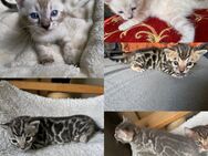 Bengal kitten Snow Lynx , Silber , Braun ,Blue Reinrassig - Dortmund