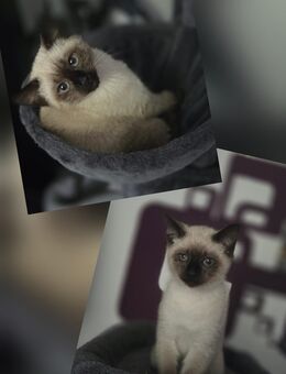 Siam kitten weiblich - Detmold Berlebeck