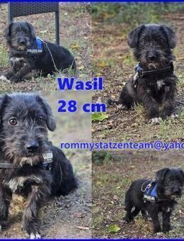 Wasil ist offen, aktiv und verspielt - Schafflund