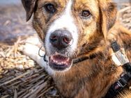 entspannter Bowie sucht PS/ES Juli - Berlin