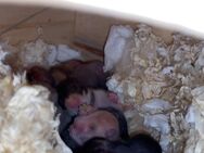 Hamster Goldhamster in Not - Straßkirchen