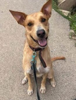 Simba ist so unglücklich im Tierheim - Laatzen