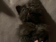 Kitten Ragdoll Mix 3 Monate - List