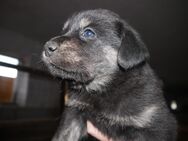 Labrador Mischlings Welpen - Kastl (Landkreis Amberg-Sulzbach)