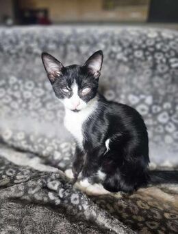 Kleiner Emil - Margetshöchheim