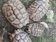 Grichische Landschildkröten, adult, weiblich - Stelle