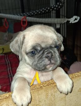 Farbige möpse - Schkeuditz