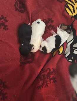 Jack Russel Terrier Welpen in liebevolle Hände abzugeben - Büddenstedt