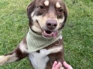 Brownie - Tolle Hündin auf PS in München - Berlin