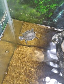 Wasserschildkröten Nachwuchs trachemys venusta - Elz