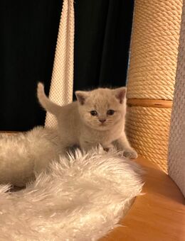 Britisch Kurzhaar Kitten lilac , fawn - Düsseldorf
