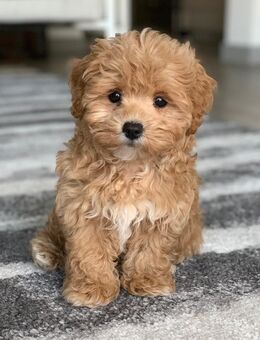 MaltiPoo Welpe (Rüde) gesucht. - Schwabmünchen